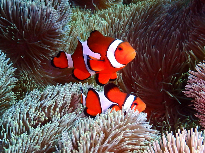 イソギンチャクを宿主とするAmphiprion ocellaris（カクレクマノミ）