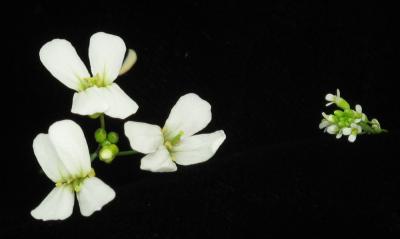 <I>Arabidopsis lyrata</I> and <I>Arabidopsis thaliana</I>