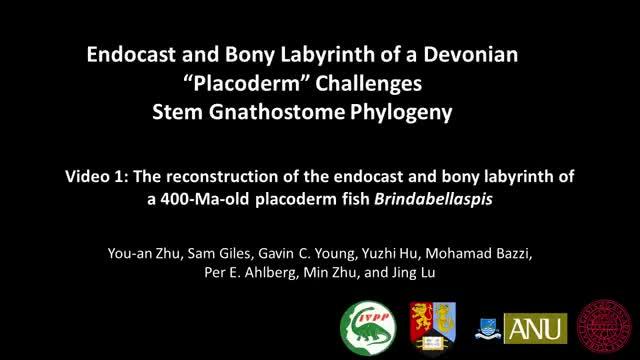 The reconstruction of the endocast and bony labyrinth of a 400-Ma-old placoderm fish <i>Brindabellaspis</i>