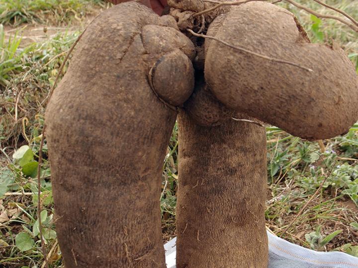Yam Tuber