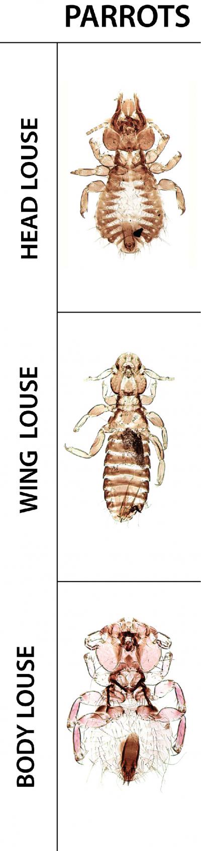 Bird Louse Evolution