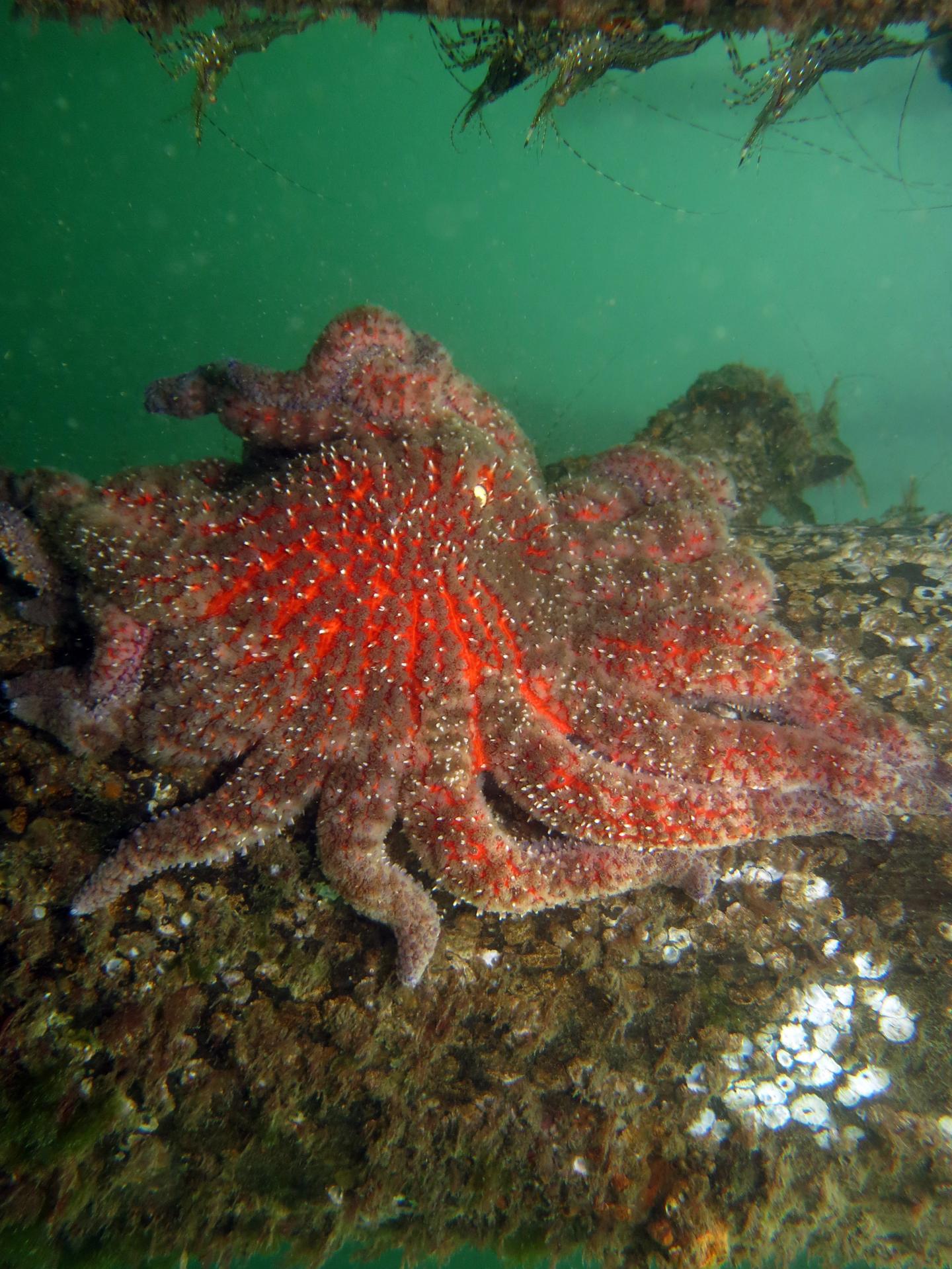 Key Sea Star Predator Wiped Out by Disease and Abnormally Warm Waters (2 of 5)