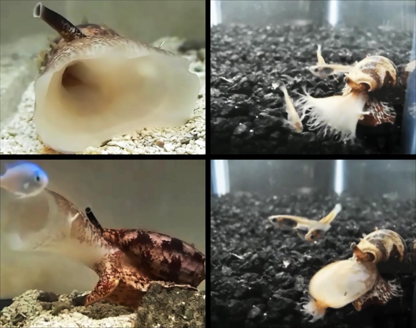 Fish-Hunting Cone Snails that Use Insulin for Prey Capture (2 of 2)