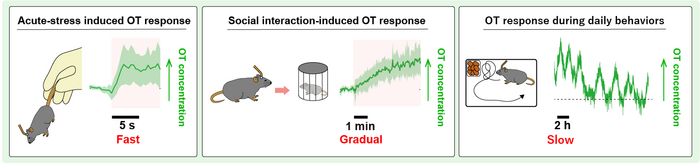 Fig. 2 Measurement of brain OT dynamics with MTRIAOT