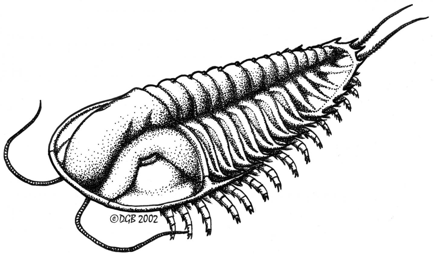A Trilobite