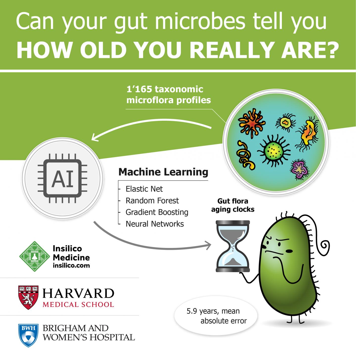 Gut Bacteria Know Your Real Age