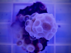 HIbernating coral in lab, A. poculata