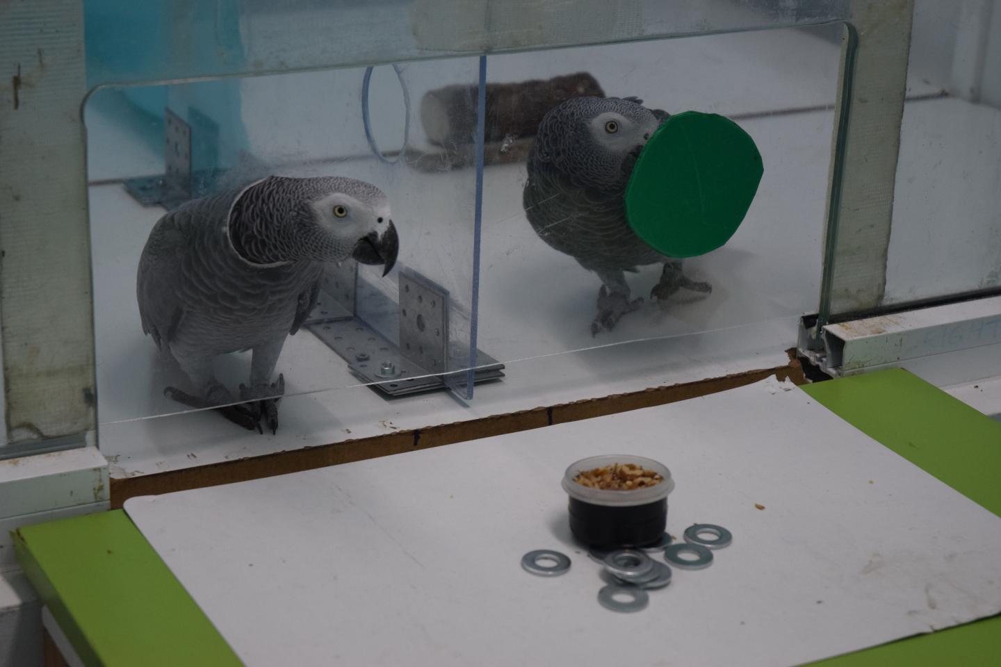 Parrot Experiment Setup