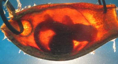 Embryonic Bamboo Shark in Egg Case