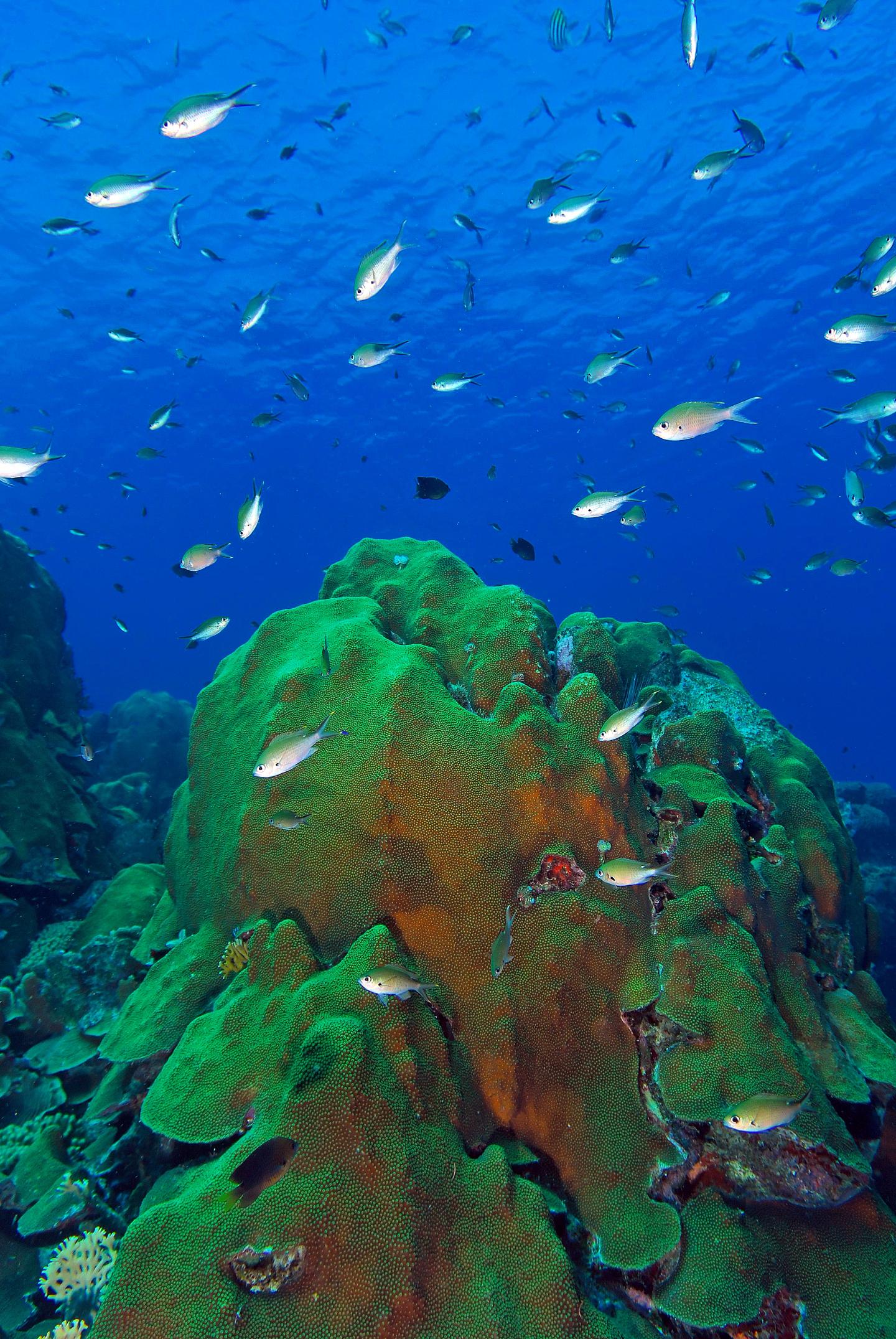 Coral Colonies