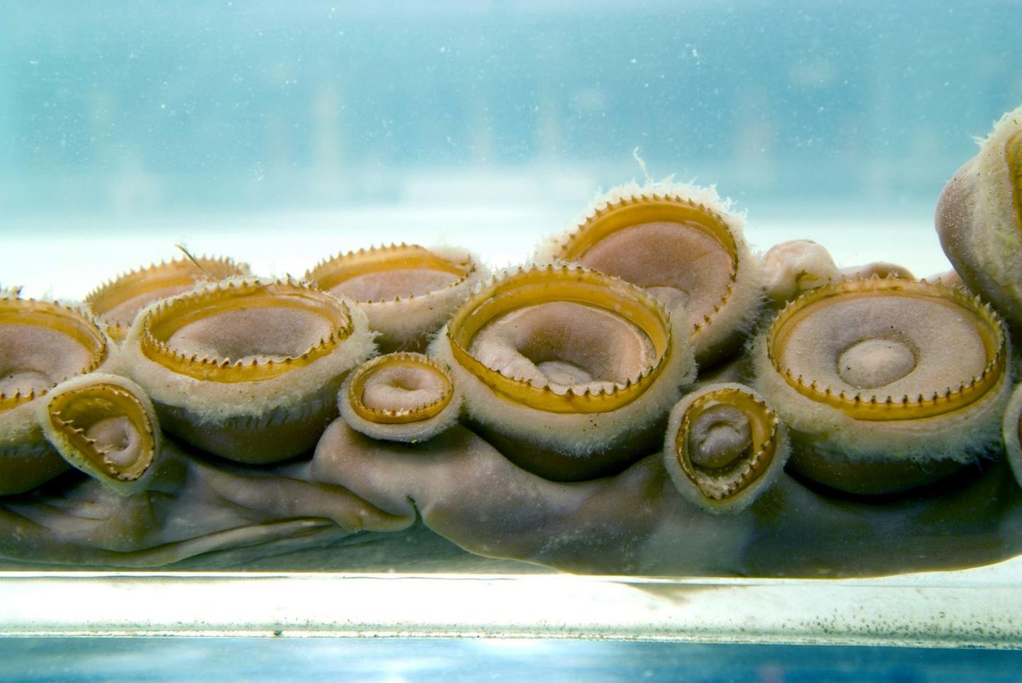 Giant Squid Sucker Rings