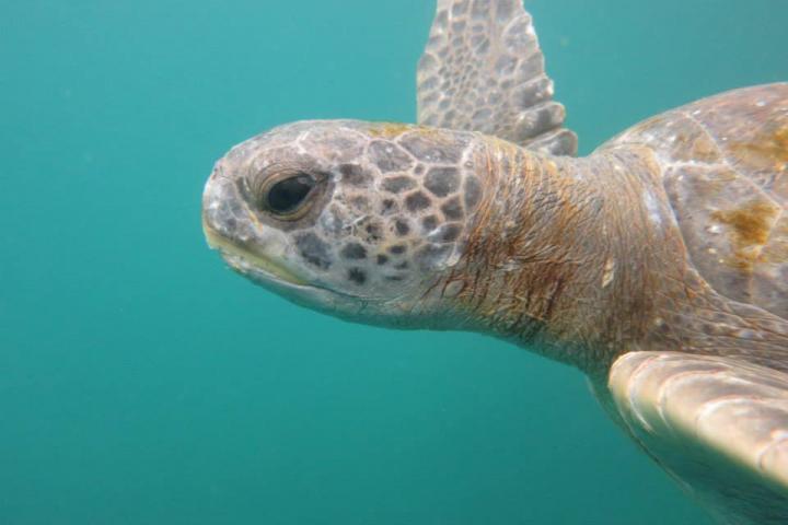 Green Turtle