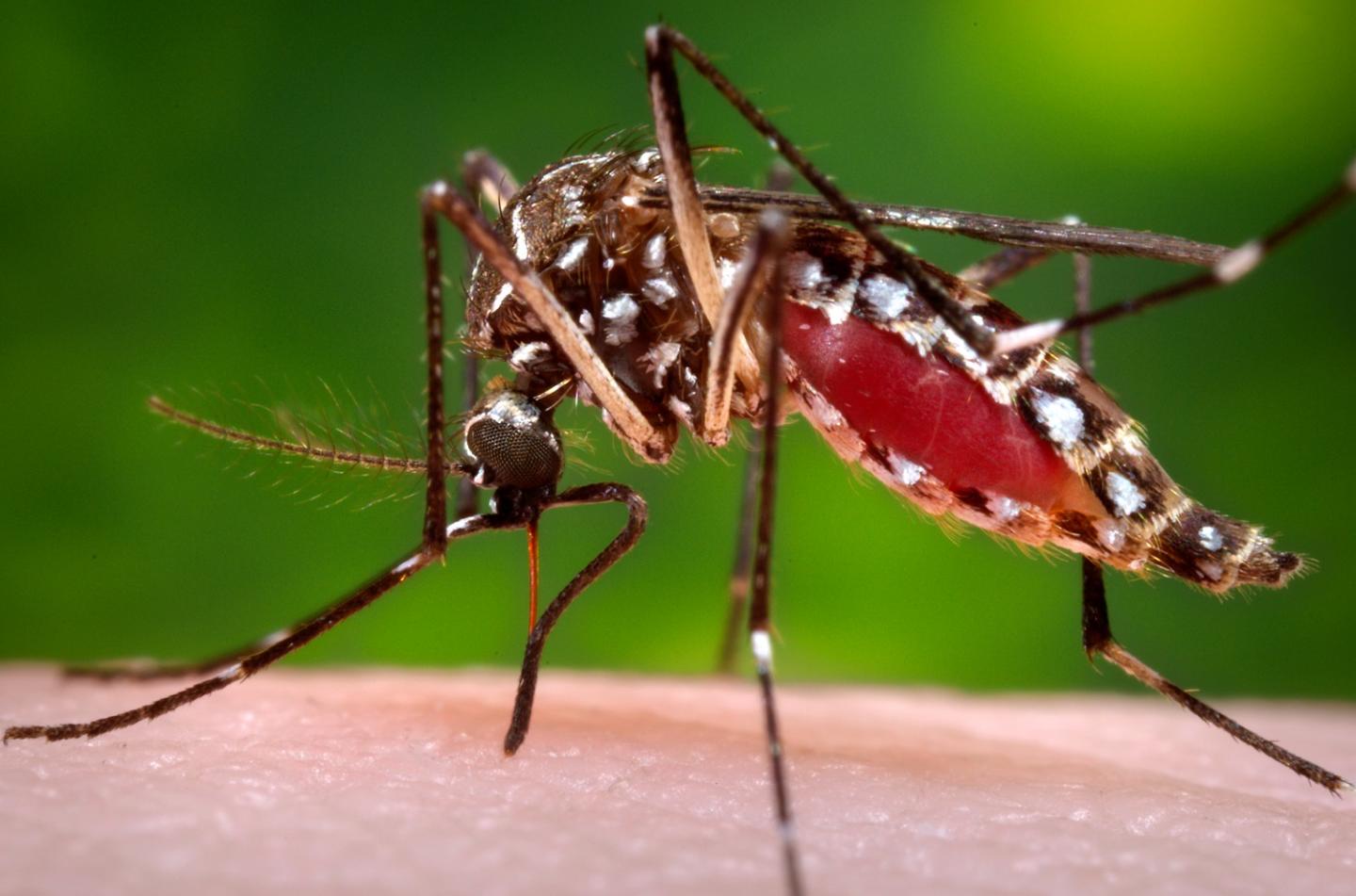 Mosquitoes Infected with Virus-Suppressing Bacteria Could Help Control Dengue Fever