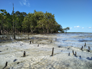 Minjerribah Mangroves