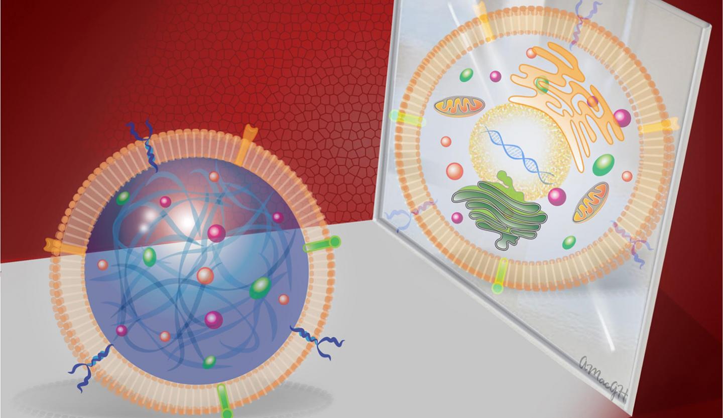 Synthetic Cardiac Stem Cell