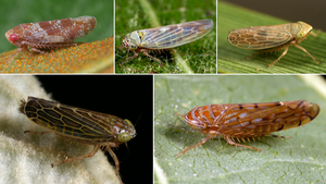 Leafhoppers