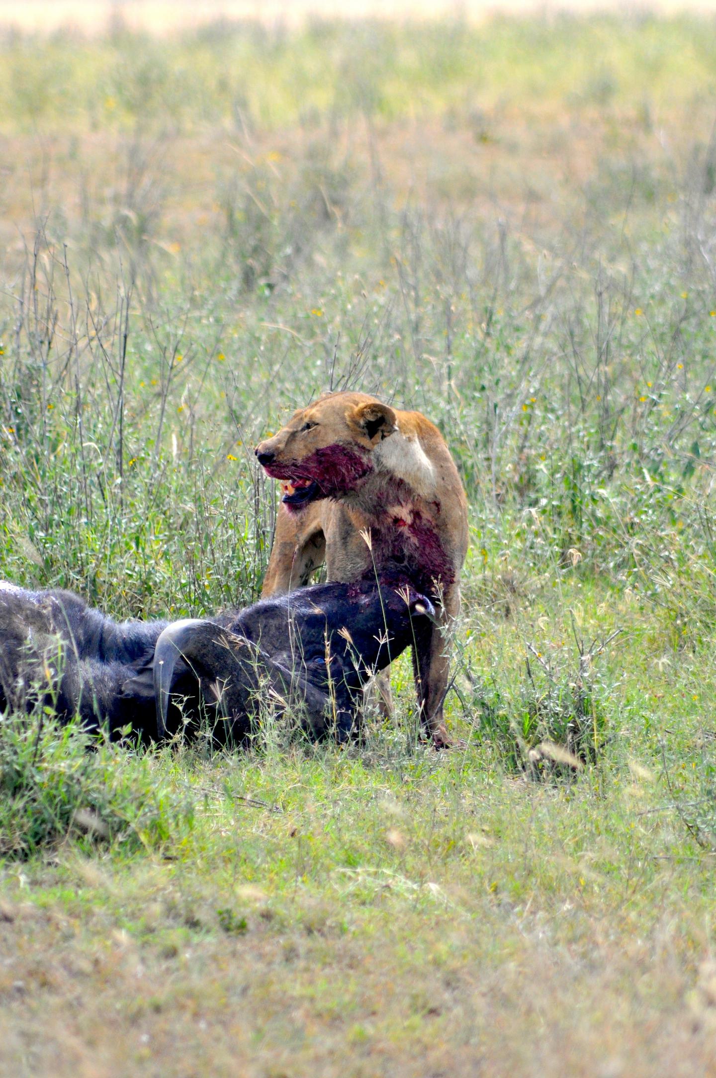 Buffalo Being Attacked by Lions in Serengeti National Park (2 of 2)