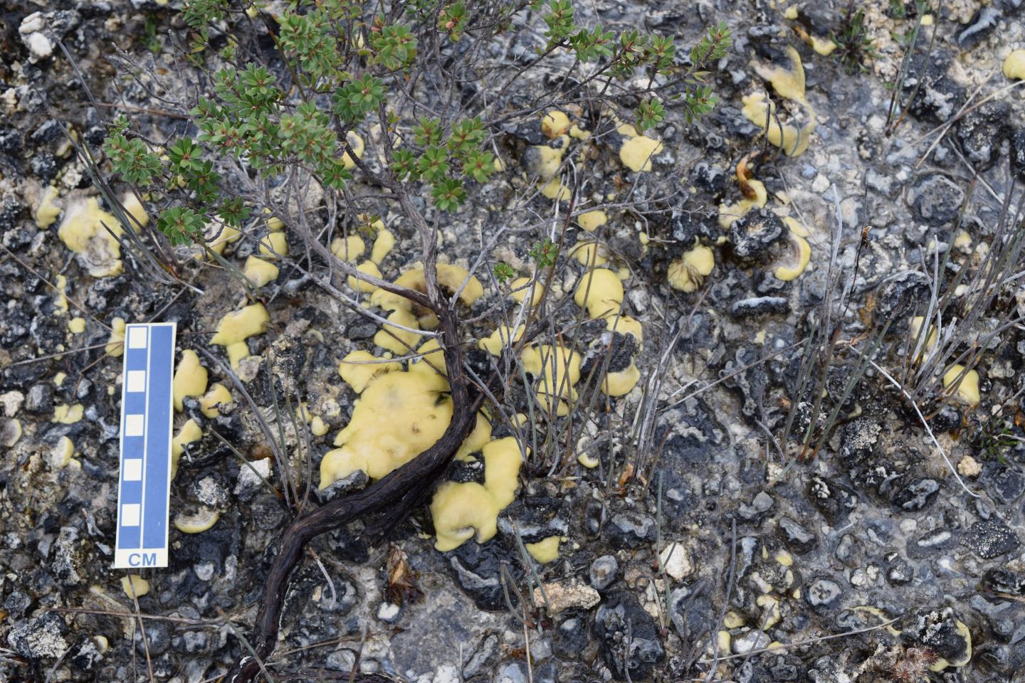 Stromatalites Uncovered