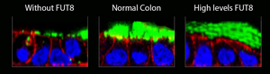 How FUT8 levels affect the mucous layer