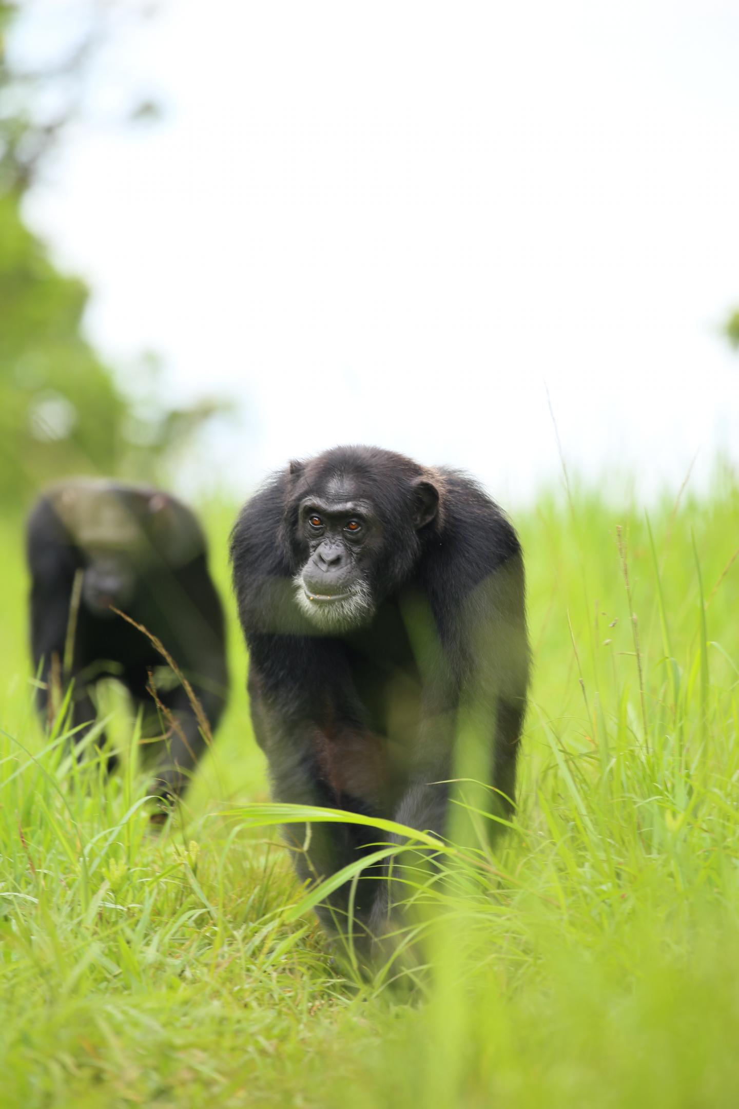 Ngogo Chimpanzees on Patrol