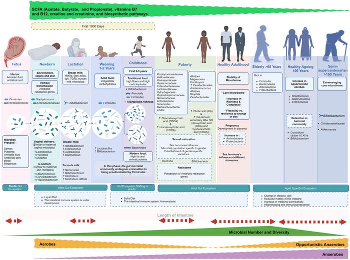 Gut microbiome alterations from infancy to old age in humans