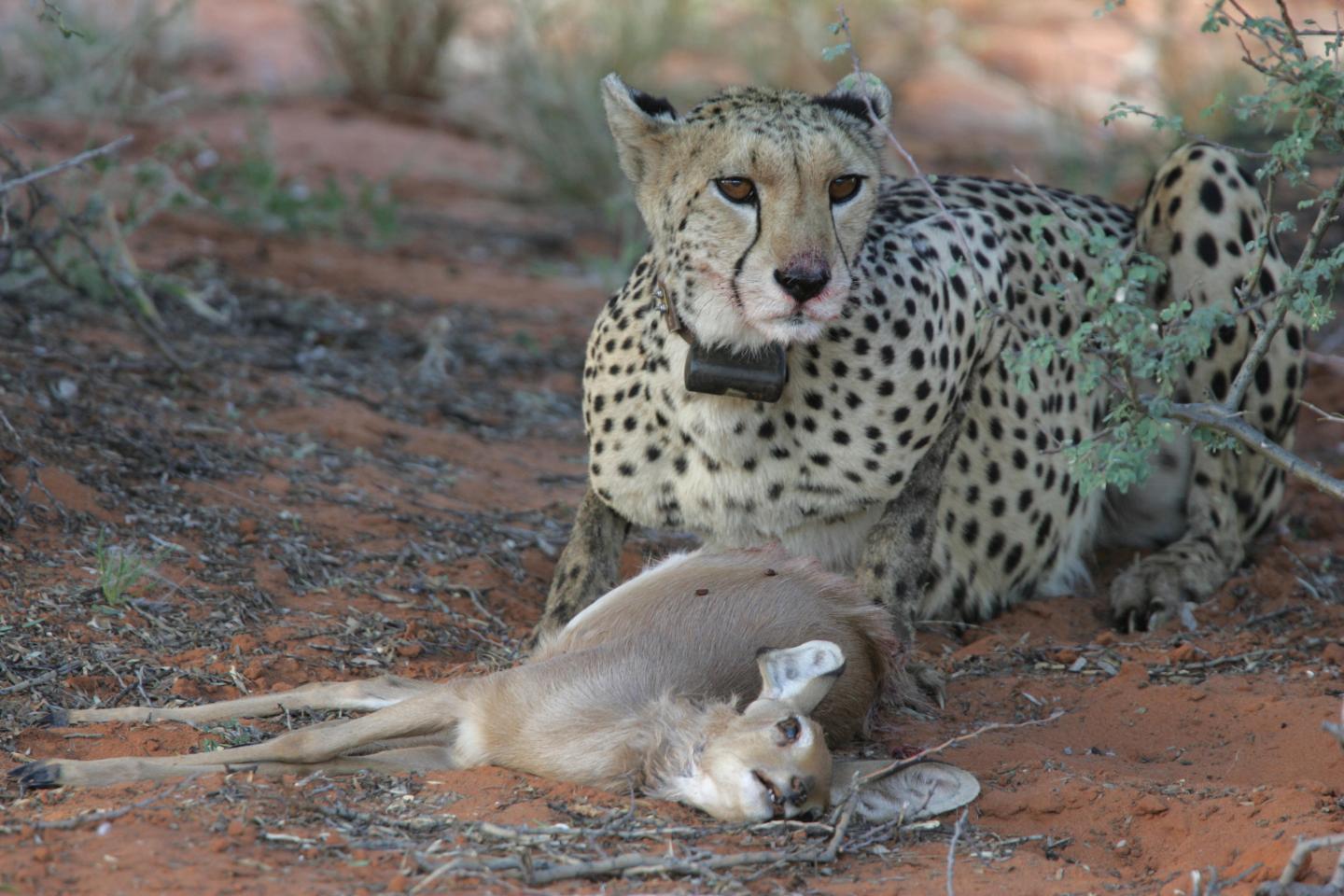 Cheetahs and Pumas Strike a Balance to Hunt ( EurekAlert!