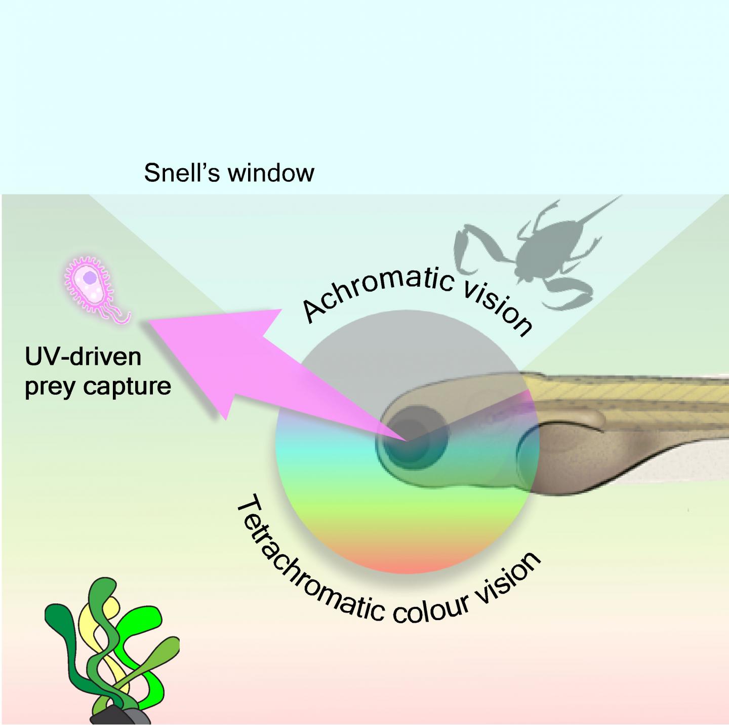 Zebrafish Vision