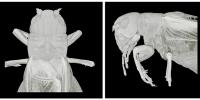 How Insects Activate Muscles to Adapt to Limbs Removed
