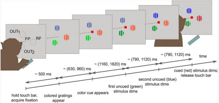 Figure 1 of the study: Behavioural task and recording setup