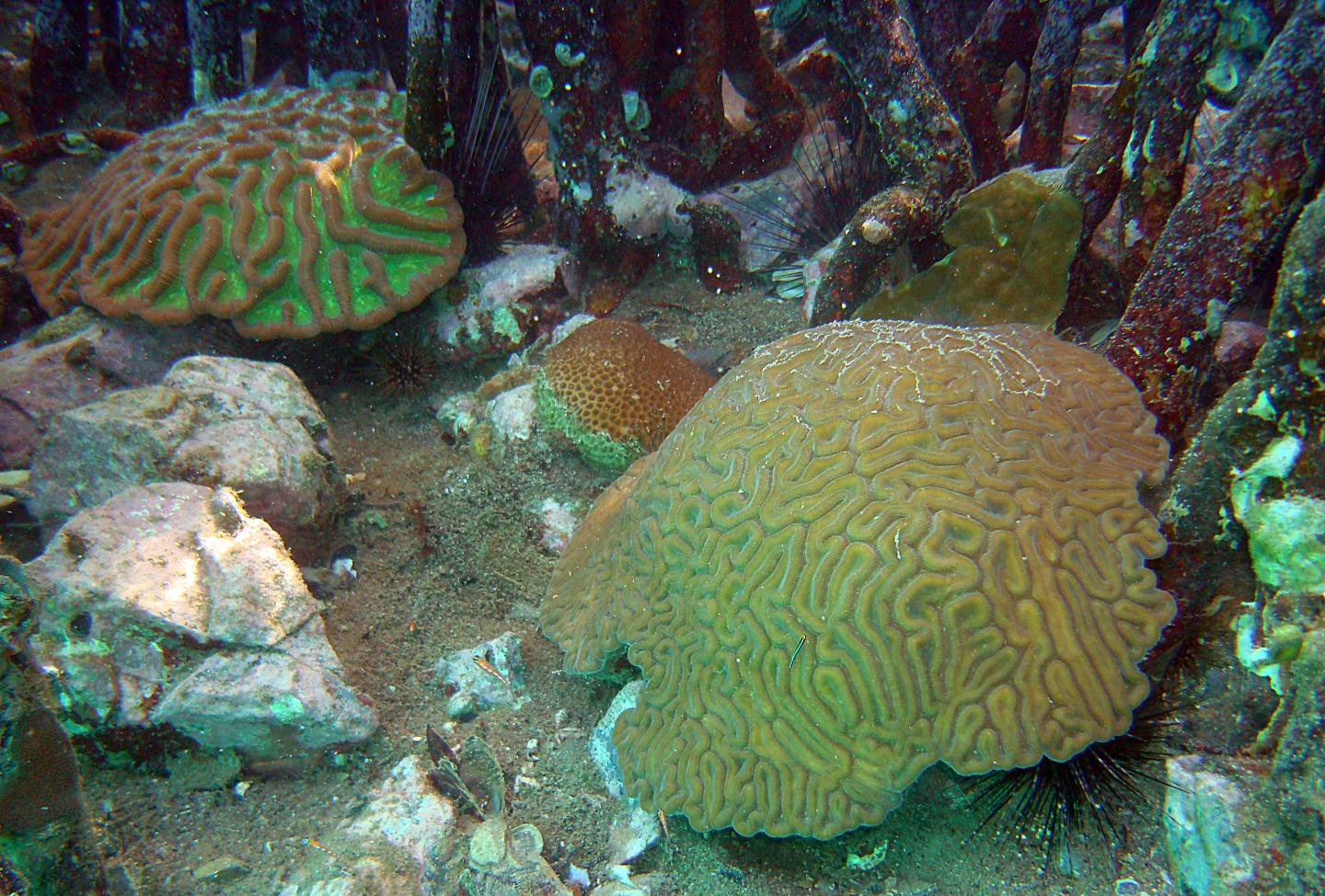 Brain Coral