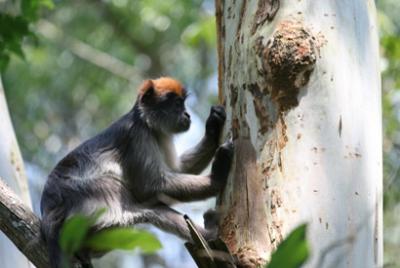 Red Colobus in Tree