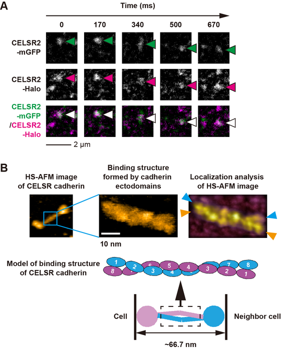 Binding mechanism of CELSR cadherin.