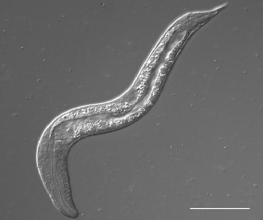 <i>Steinernema nematode</i>