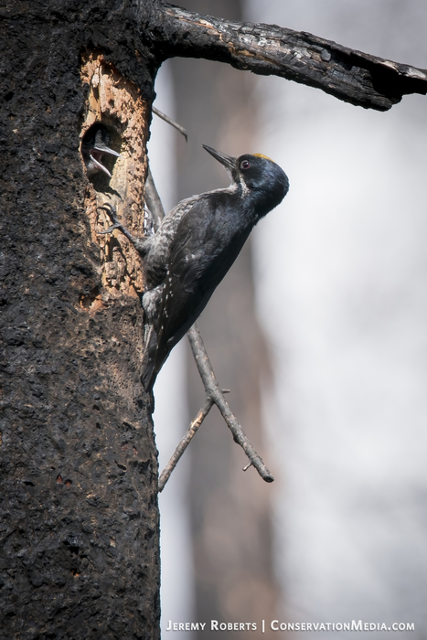 Black-backed Woodpecker