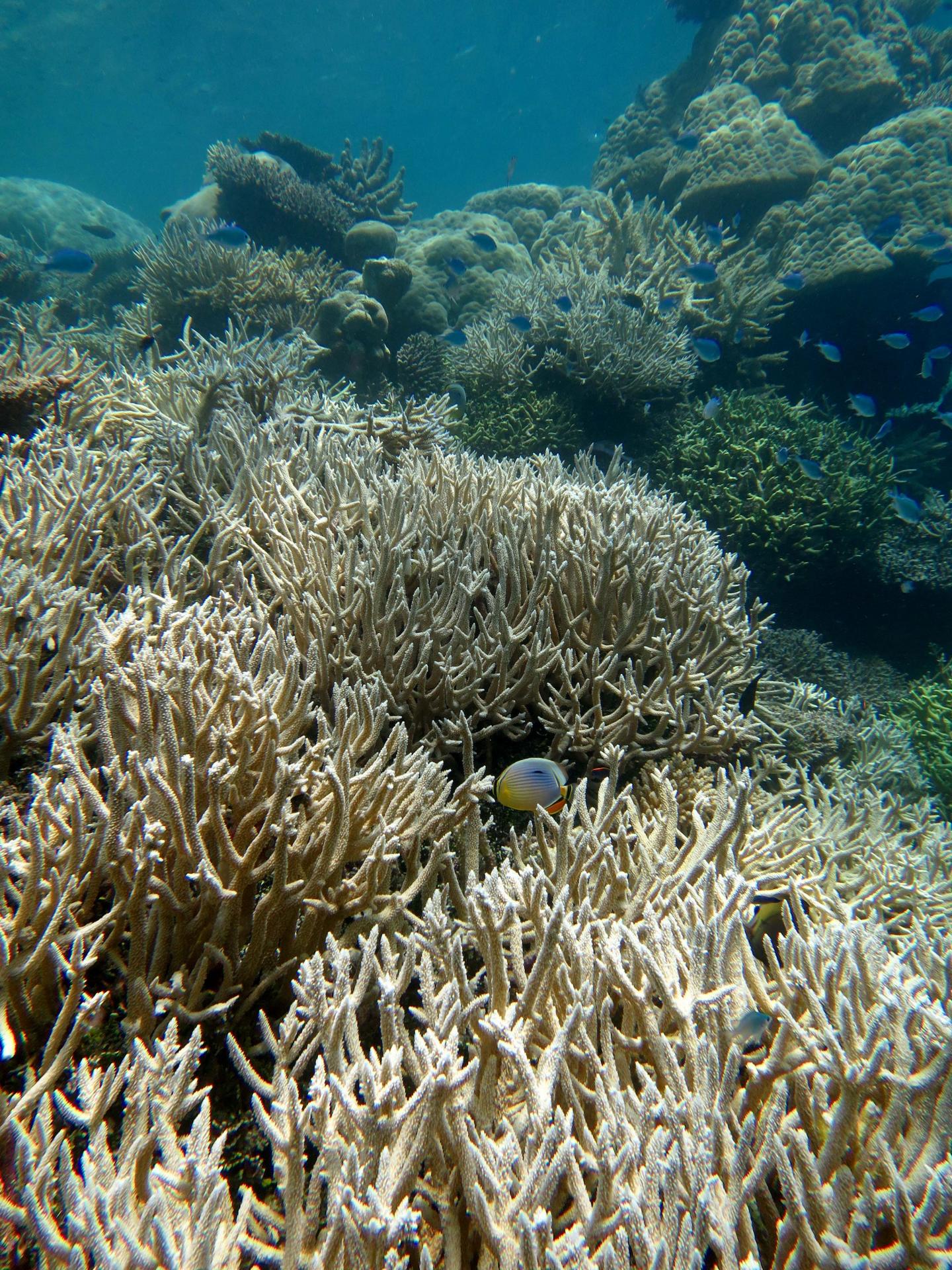 Coral Reefs Are a Natural Coastal Defense