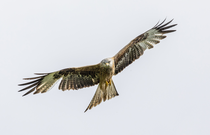 Red Kite