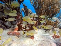 Grunts in Belize Reef