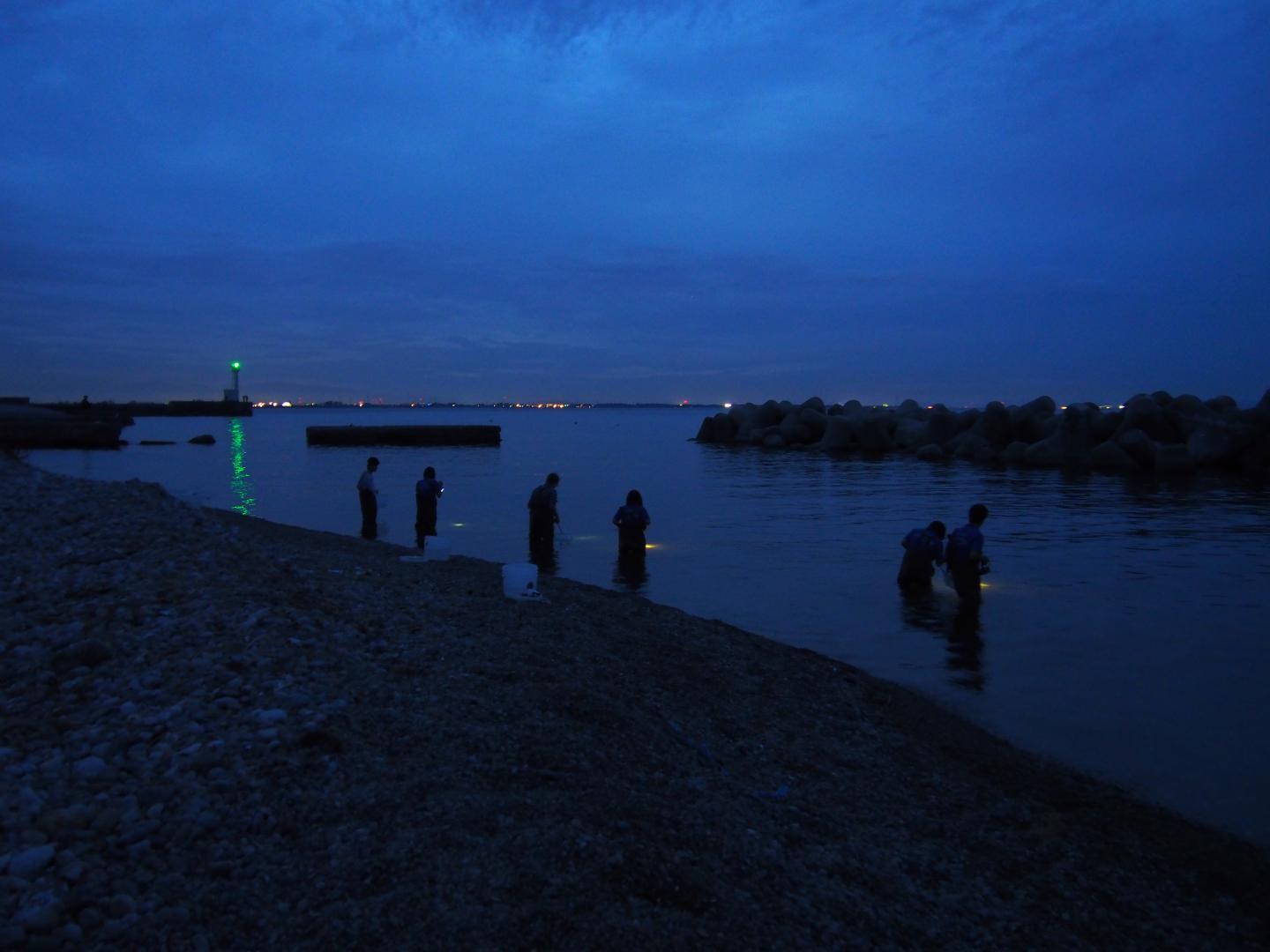 Observation and Collection of Odontosyllis Worms at Night, Namerikava, Toyama Bay, Japan