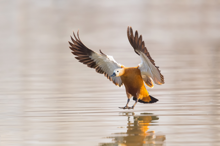 Ruddy Shelduck (Tadorna ferruginea)