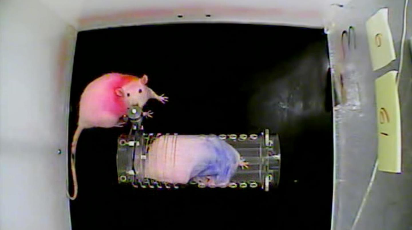 Mason Lab Rats (2 of 2)