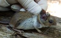 White-Footed Mouse with 52 Larval Ticks