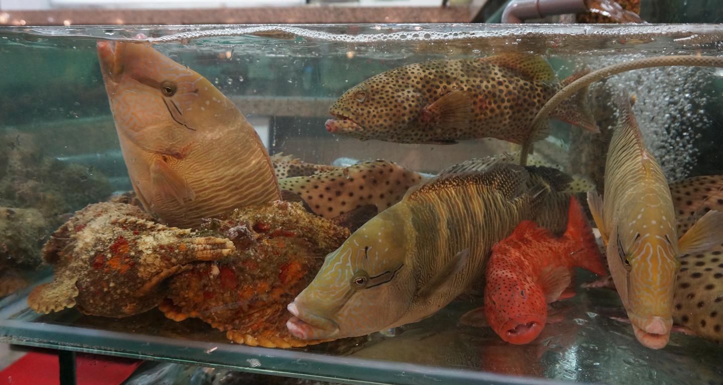 New Study Sheds Light on the Dark Side of Hong Kong's Most Lucrative Seafood Trade