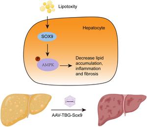 SOX9 Overexpression Ameliorates Metabolic Dysfunction-associated Steatohepatitis Through Activation of the AMPK Pathway