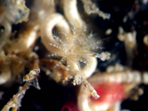 Adult tubeworm