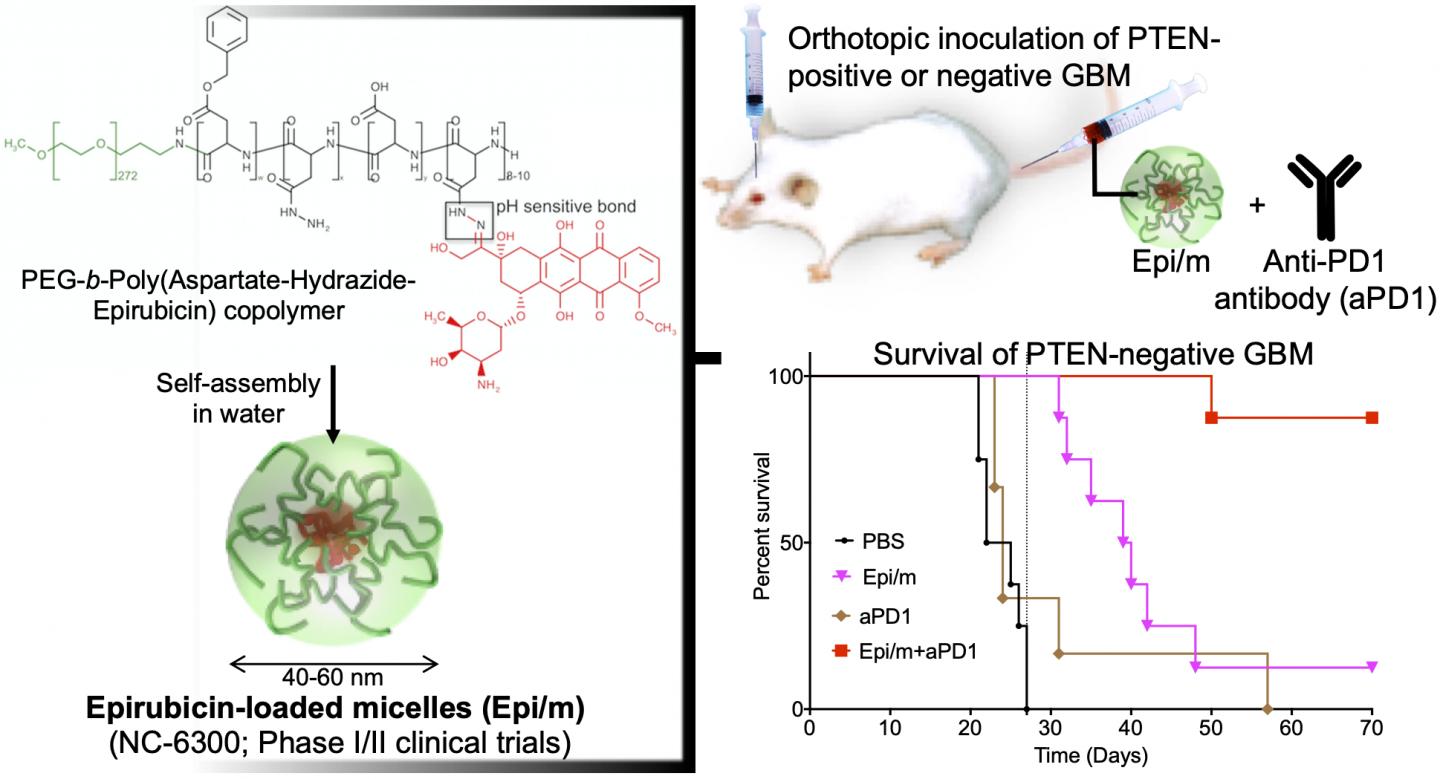 Epirubicin-Loaded Nanomedicines Beat Immune Checkpoint Blockade Resistance in Glioblastoma