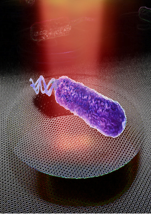 Bacterium on graphene drum