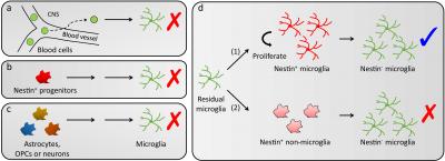 Figure 1. The Origins of Repopulated Microglia in the Brain