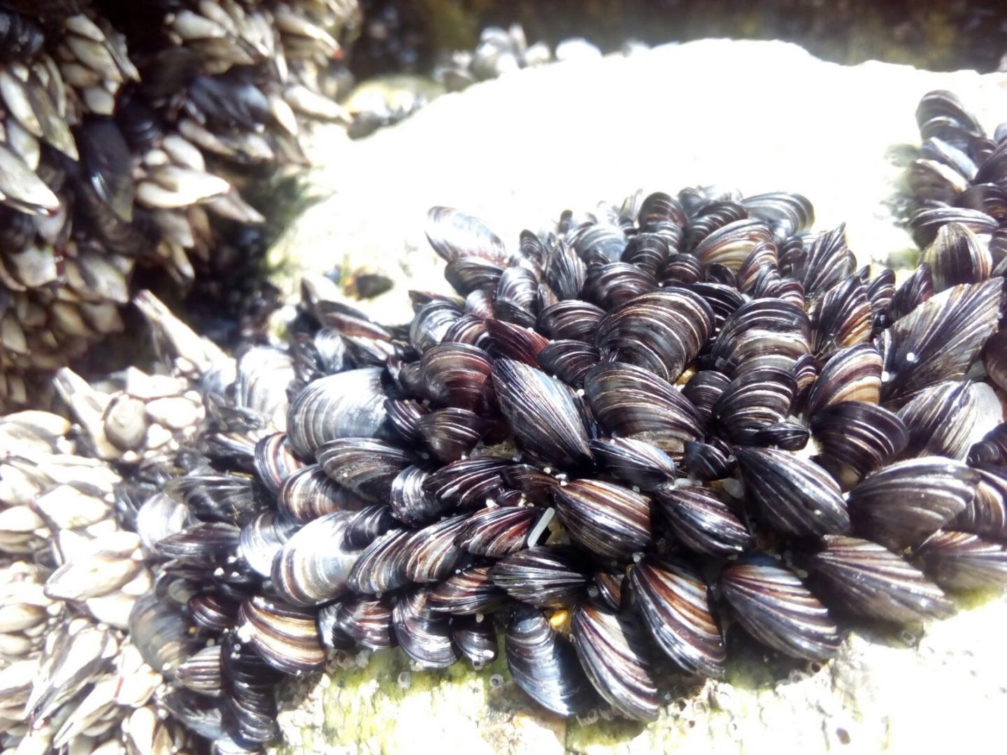 Mussels in the UAB laboratory