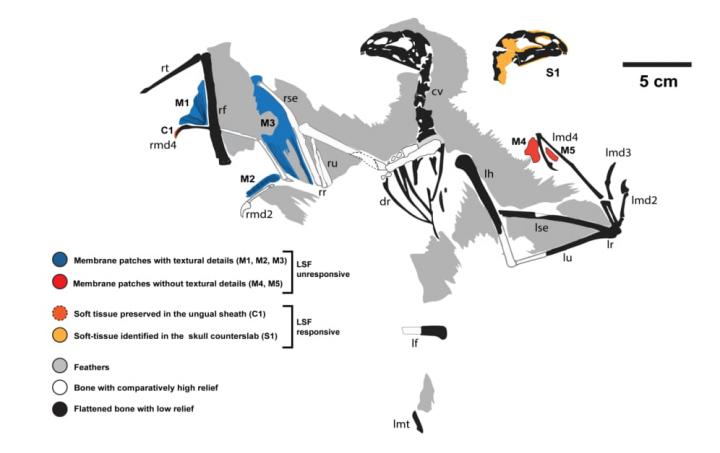 Dinosaur Skeleton Map