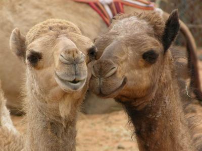Virus Transmission through Camels
